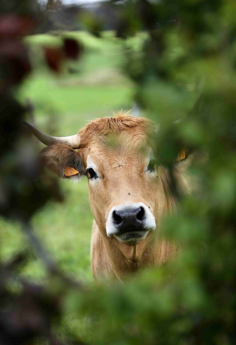 Regional und mit frischen Ideen: Wie kann unsere Landwirtschaft der Zukunft aussehen?