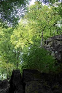 Wald im Frühling