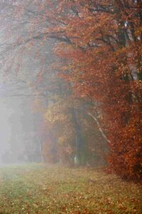 Herbstwald
